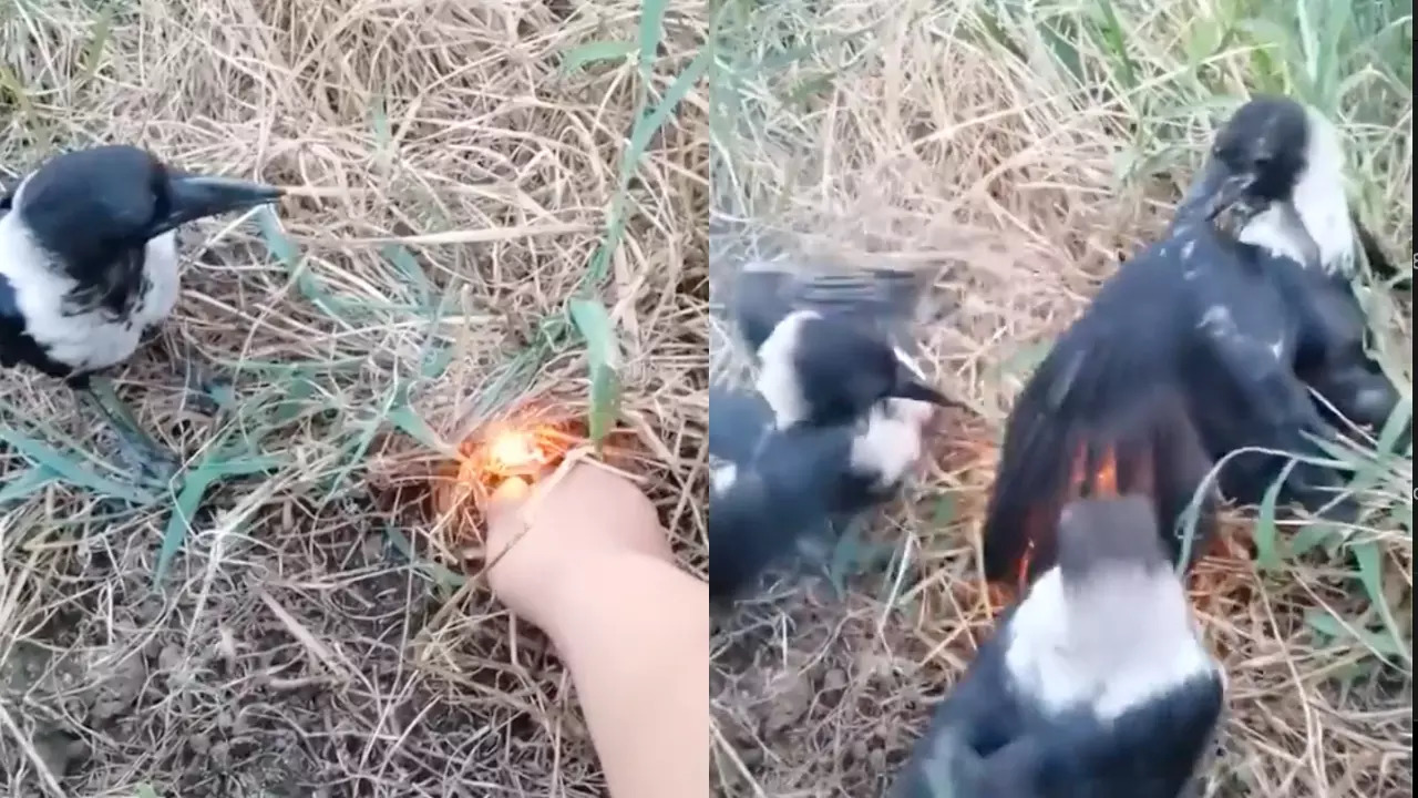 Collared crows use fire to kill pinhead-sized parasites form their bodies. | Jett Me/Reddit