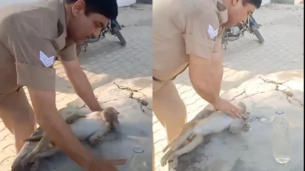 UP Police constable Vikas Tomar performs CPR on a monkey in Bulandshahr. | @StringerViral/X