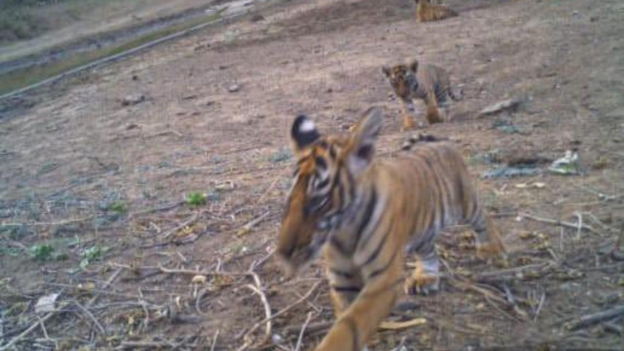 baby boom! once had zero tigers, sariska touches population of 40 big cats in 16 years