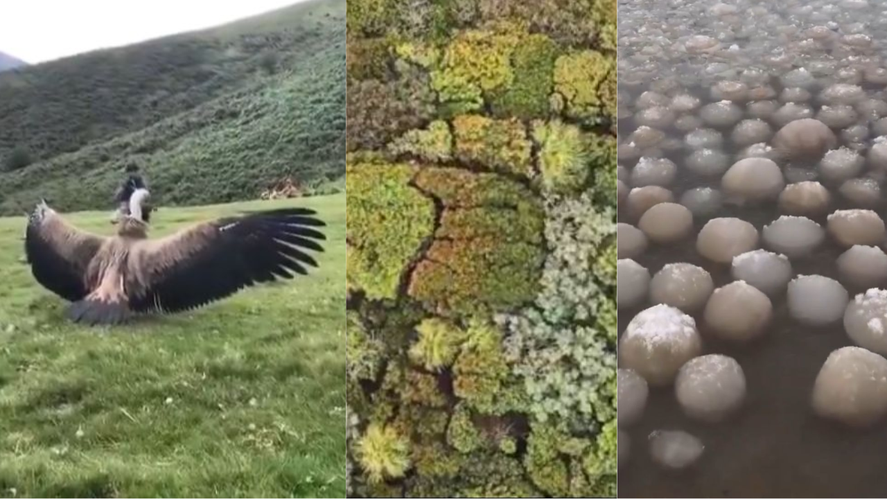 The videos were shared on X by the handle @natureisamazing