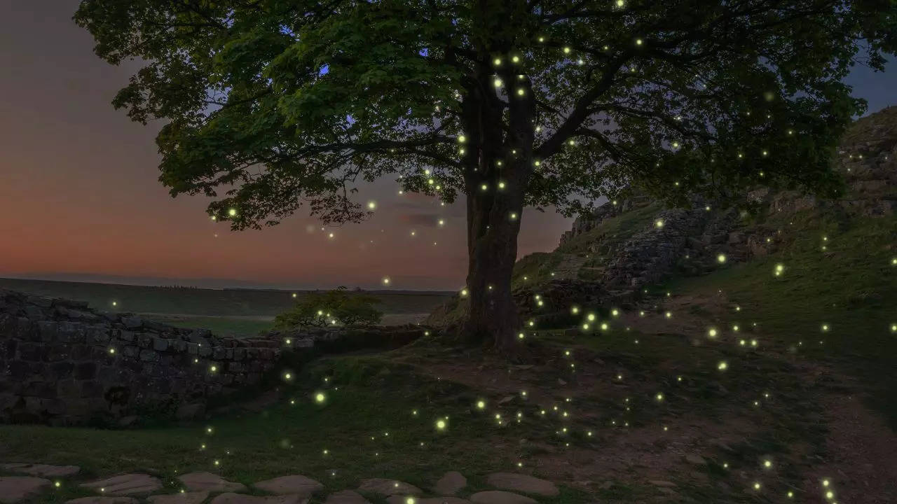 5 Places Where You Can Watch Fireflies In Maharashtra. Credit: Canva