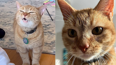 Viral 'I Go Meow' Cat Cala Dies Of Old Age: 'Off To Paradise ...