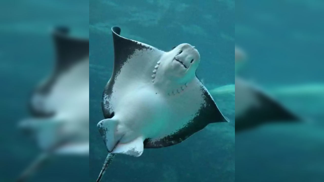 Charlotte The Stingray Is NOT Pregnant