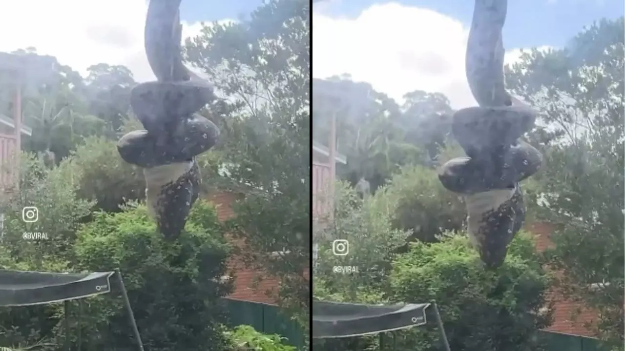 Giant Python Descends from Roof in Australia, Video Stuns Social Media Users