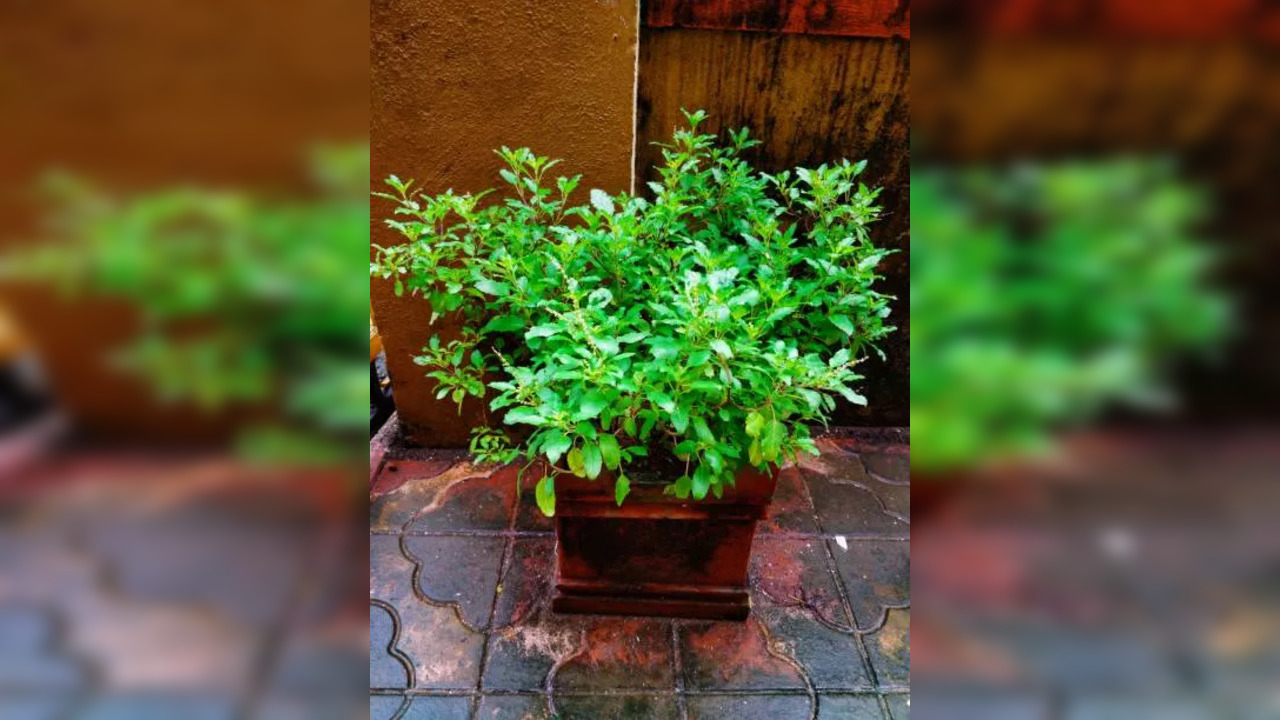 Rules of disposing dried basil plant