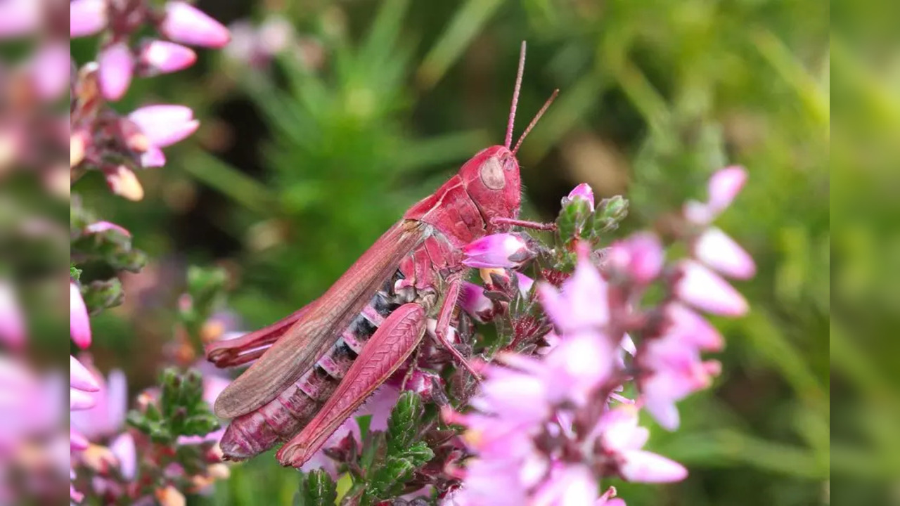 pink grasshopper