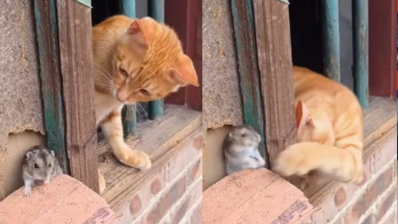 Tom & Jerry In Real Life? Viral Video Of Cat & Mouse Fighting and Cuddling is Too Cute. Watch