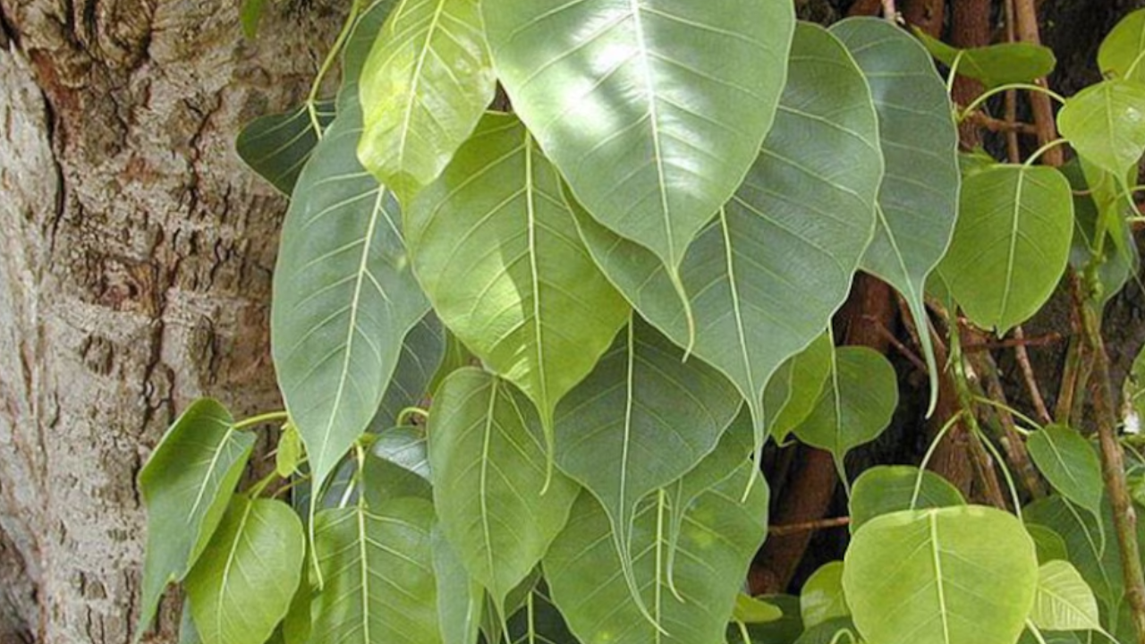 peepal tree