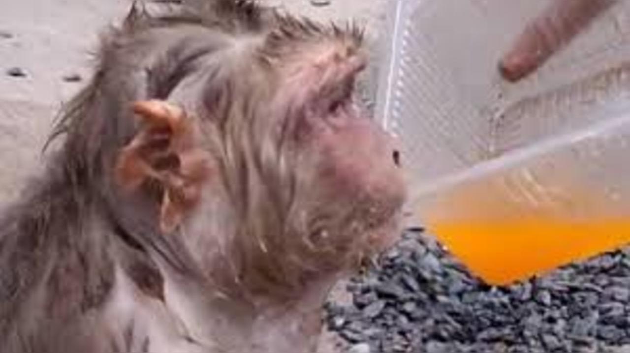 Viral Video: Ghaziabad Good Samaritans Save Overheated Monkey With ORS and Cold Water Bath