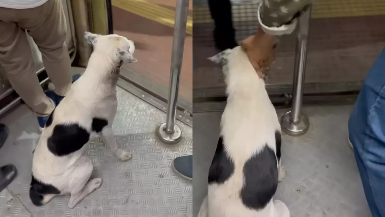 A dog travelling on a Mumbai Local train waits for it to stop before getting off. | Mani Nair