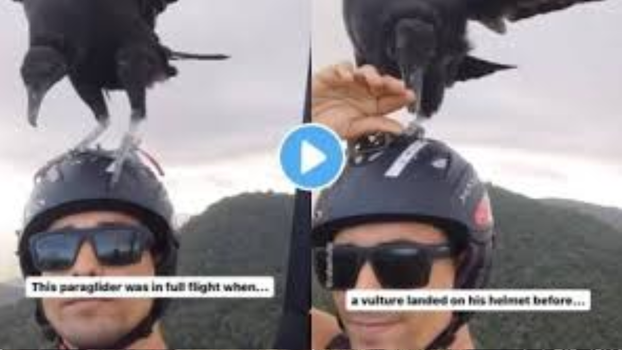 Viral Video: Vulture Surprises Paraglider, Lands Right on His Head. Must Watch