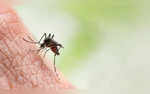 Monsoon Increases Dengue Risks In Sri Lanka - Tips To Keep Yourself Safe