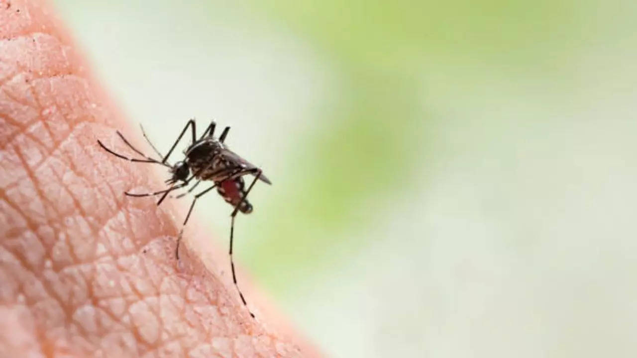 Monsoon Increases Dengue Risks In Colombo - Tips To Keep Yourself Safe