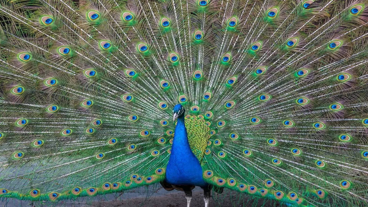 Meaning And Uses Of The Peacock Symbolism