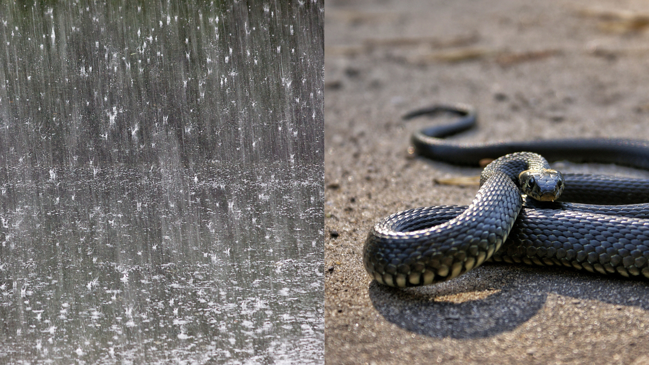 Bengaluru has seen a significant increase in snake sightings amid rainfall in city. (Representational Image)