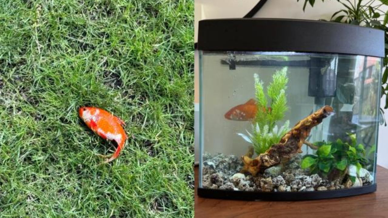 UK Doctor's Heroic Rescue of Mystery Goldfish Dubbed 'The Fish Who Lived' Amazes Everyone