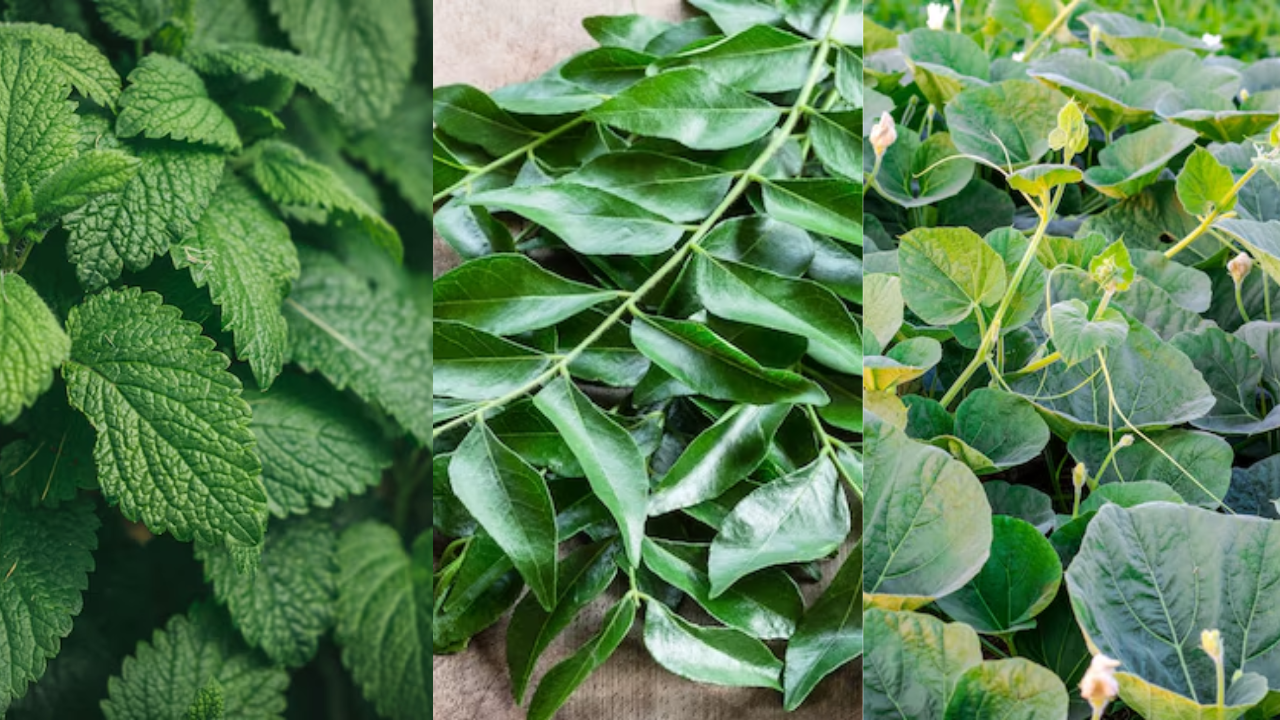 Moringa To Gongura Leaves- Know These 7 Lesser-Known Greens Used In Indian Cooking