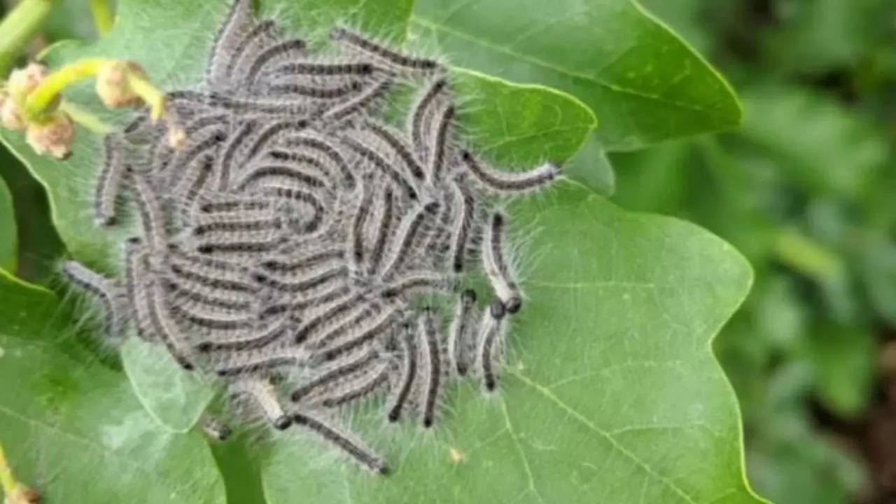 Black toxic caterpillars