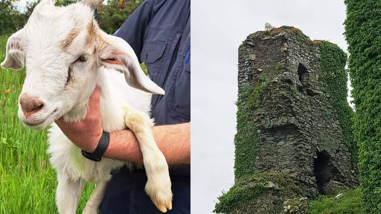 Ivy, the kid goat, fractured her hind leg and is currently under medical observation. | ISPCA