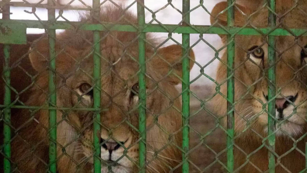 The Kuwait 6 lions were flown to South Africa on a Qatar Airways Cargo plane. | Courtesy: ADI