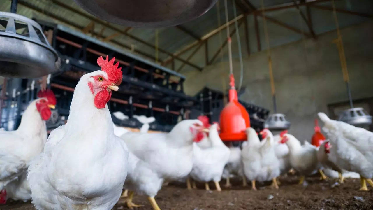 WHO Confirms First Human Death From Bird Flu In Mexico