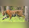Poaching Suspected Decomposed Tiger Carcass Found In Pilibhit Canal