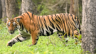 Poaching Suspected Decomposed Tiger Carcass Found In Pilibhit Canal