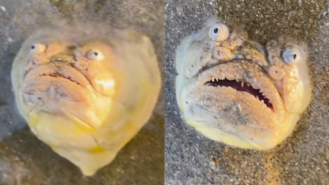 Scary Fish 