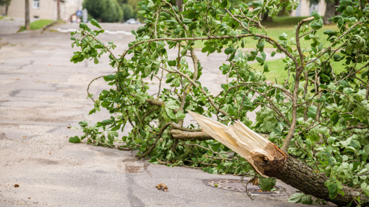 Representative Image: Fallen Trees in Bengaluru