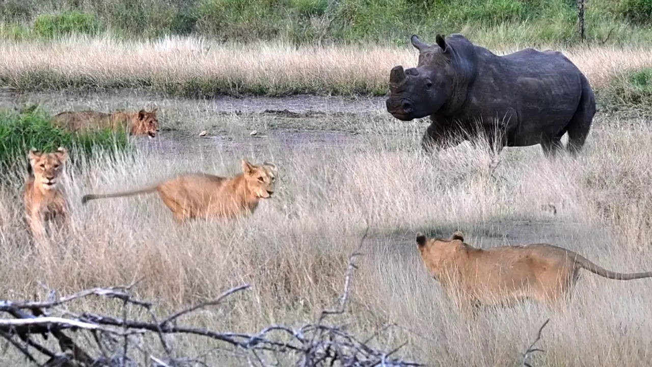 A lone rhino takes on a pride of napping lions in Kruger National Park. | Latest Sightings/Mark Fox