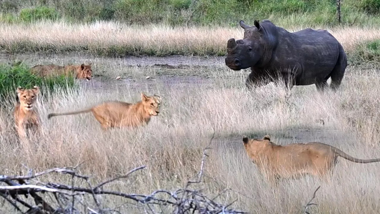 A lone rhino takes on a pride of napping lions in Kruger National Park. | Latest Sightings/Mark Fox