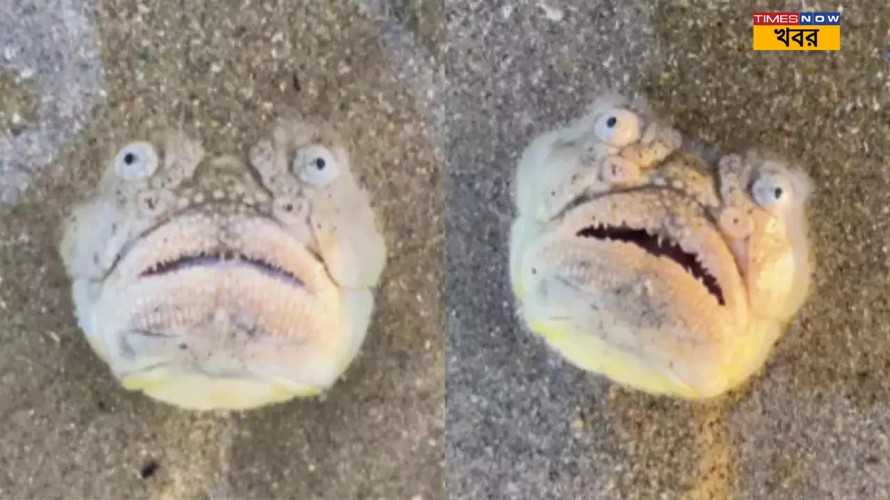 Viral Stargazer Fish video in Singapore beach goes viral