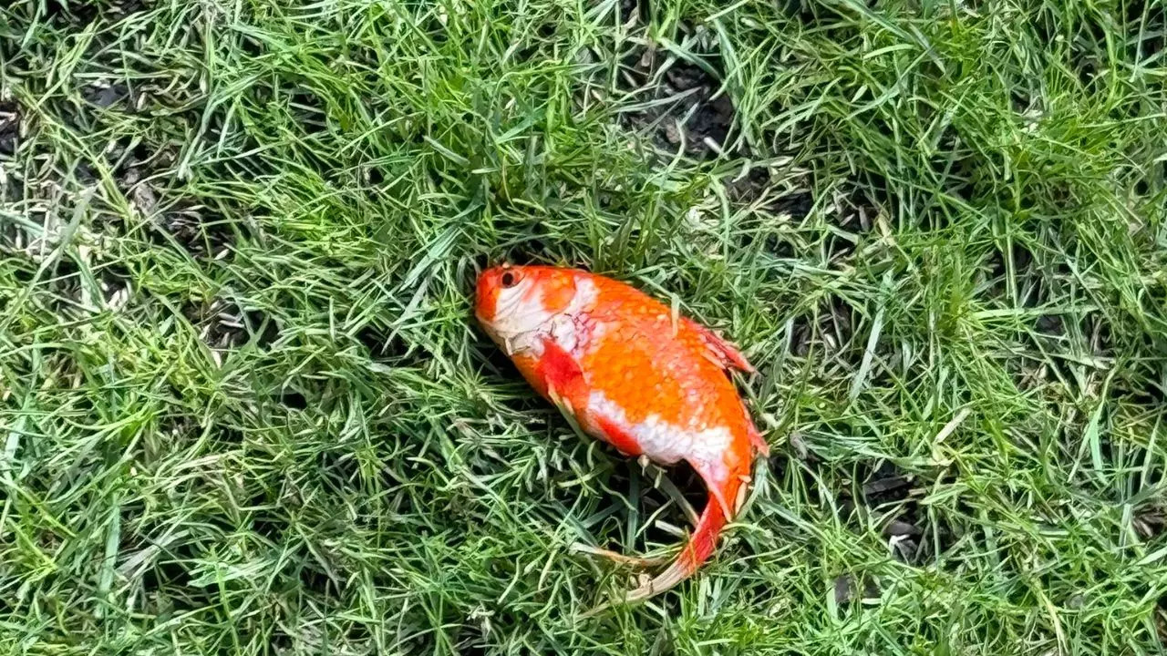 Goldfish 'Alice' Found in UK Man's Garden Dies, Internet Mourns: 'The People's Fish'