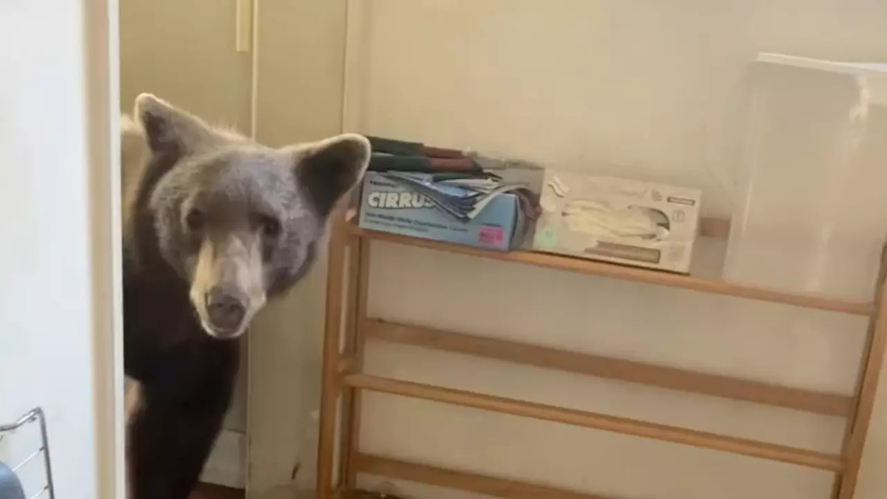 A foraging bear enters a home's kitchen in Sierra Madre, California. | Courtesy: Jason Wightman