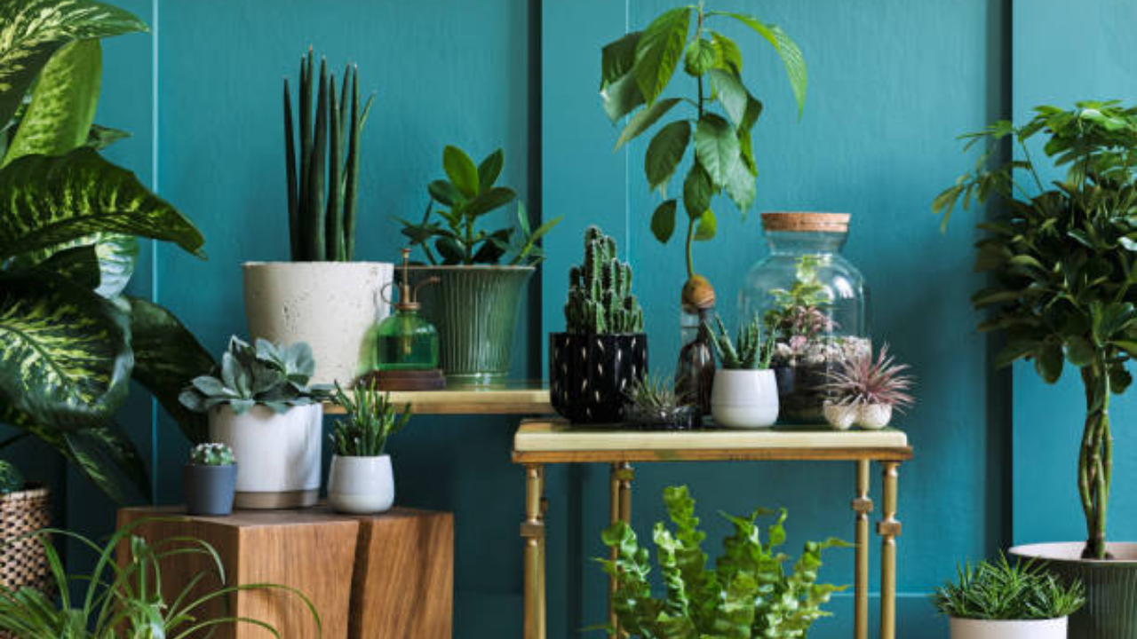 natural coolant plants these indoor plants may help keep your house cool