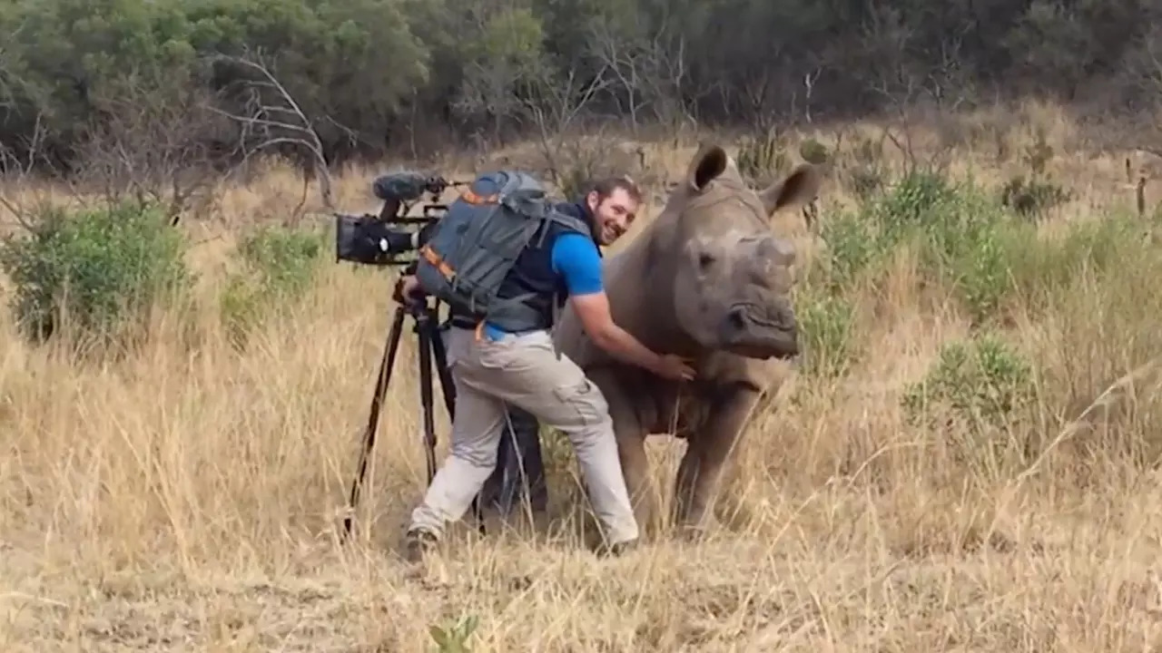 Garth de Bruno Austin scratches the belly of a female southern white rhino mid-shoot. | YouTube