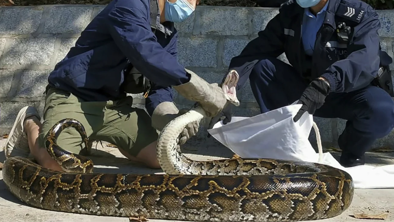 Wanita Indonesia ditemukan di dalam ular piton sepanjang 5m setelah dia hilang