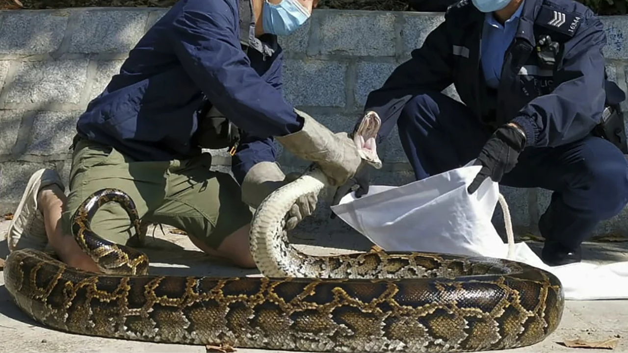 Indonesian Woman Found Inside Python After She Went Missing