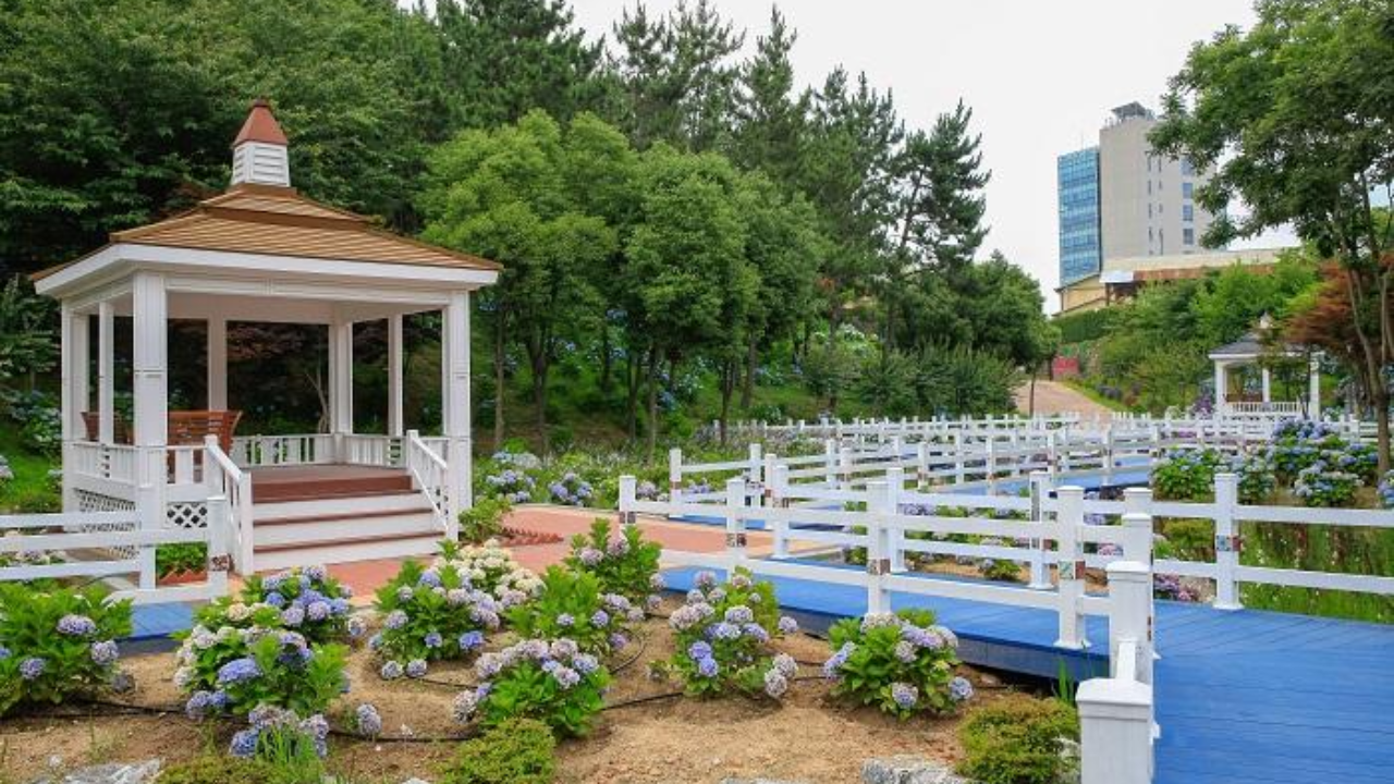 가족 외출에 딱 맞는 한국 장생포 수국축제 2024