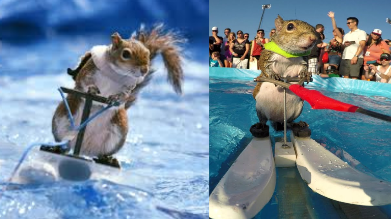 Water-Skiing Squirrel At Mall of America Goes Viral | Watch | Times Now