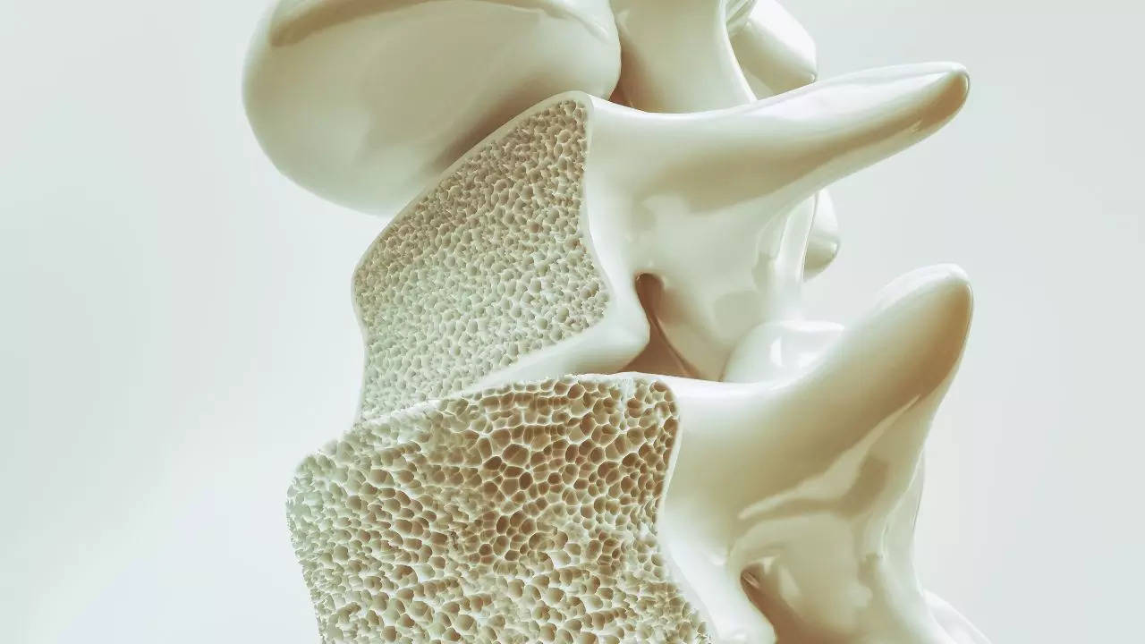 ​Key Protein Found That Can Help Prevent Excessive Bone Loss In Osteoporosis​