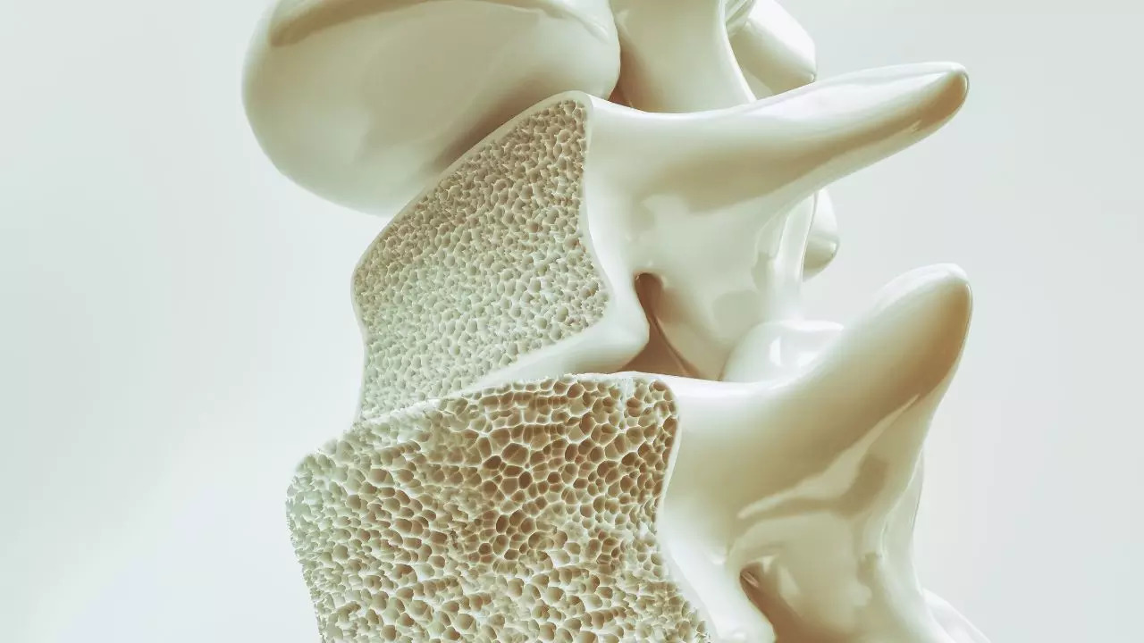 ?Key Protein Found That Can Help Prevent Excessive Bone Loss In Osteoporosis?