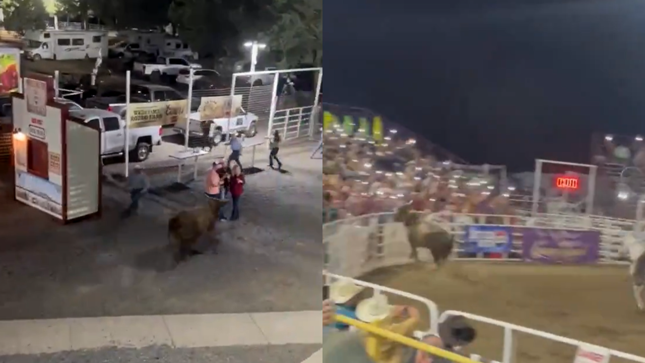 Shocking! Rodeo Bull Escapes Arena In US, Flips Woman, 4 People Injured | VIDEO