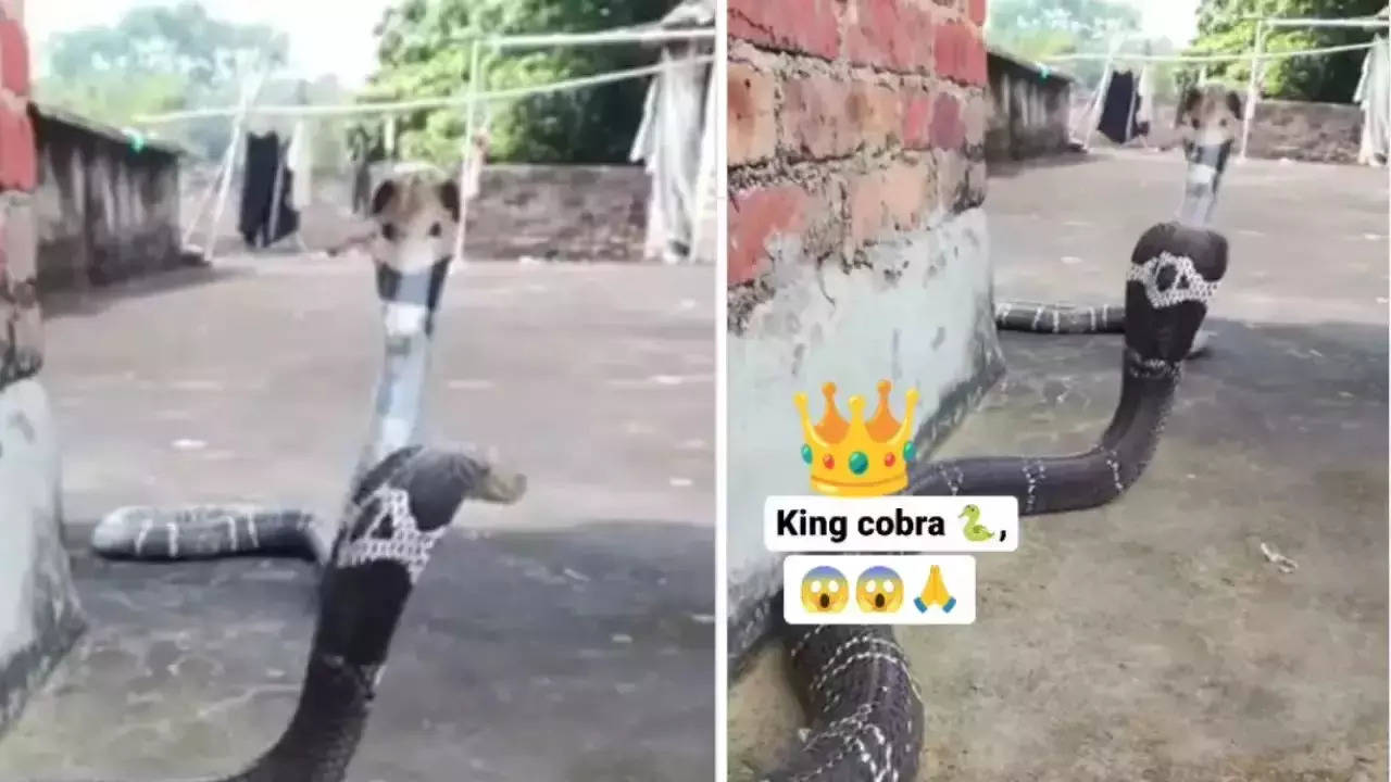 king cobra snake viral video