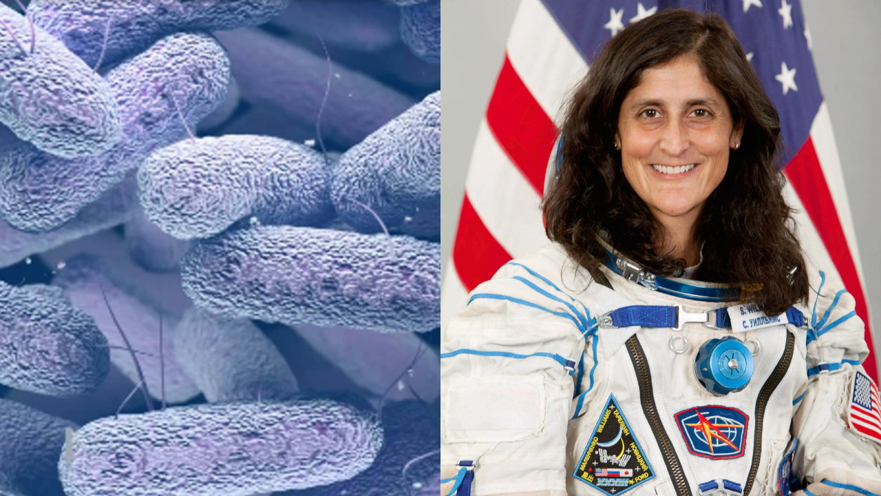 ?Is The New 'Spacebug' Detected On International Space Station A Health Problem For Sunita Williams And Other Astronauts?