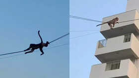 Viral Video Monkeys Use Overhead Cables to Zipline Across Buildings