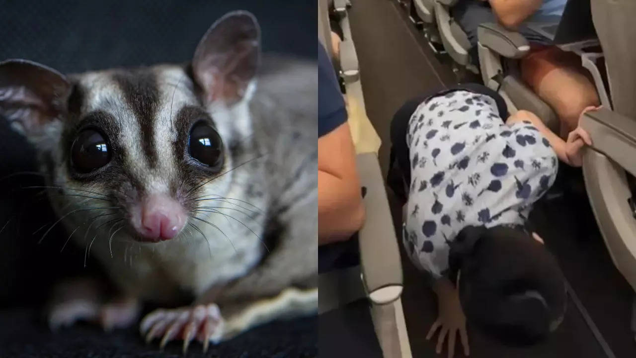 A China Eastern flight attendant looks for an escaped sugar glider under the seats. | Courtesy: CNN