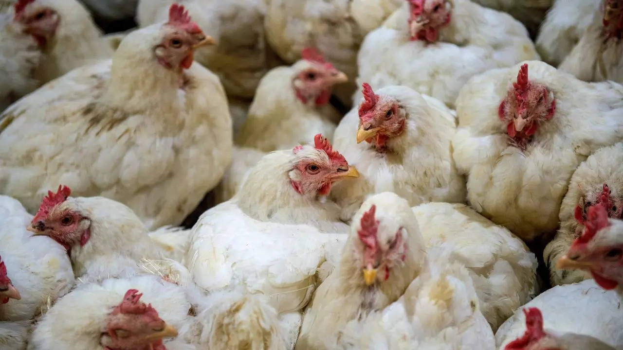 Human Case Of H9N2 Bird Flu Reported In India