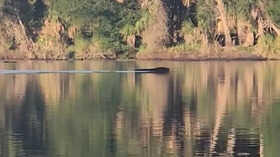 Bear Fearlessly Swims Across River Survives Two Encounters With Alligators