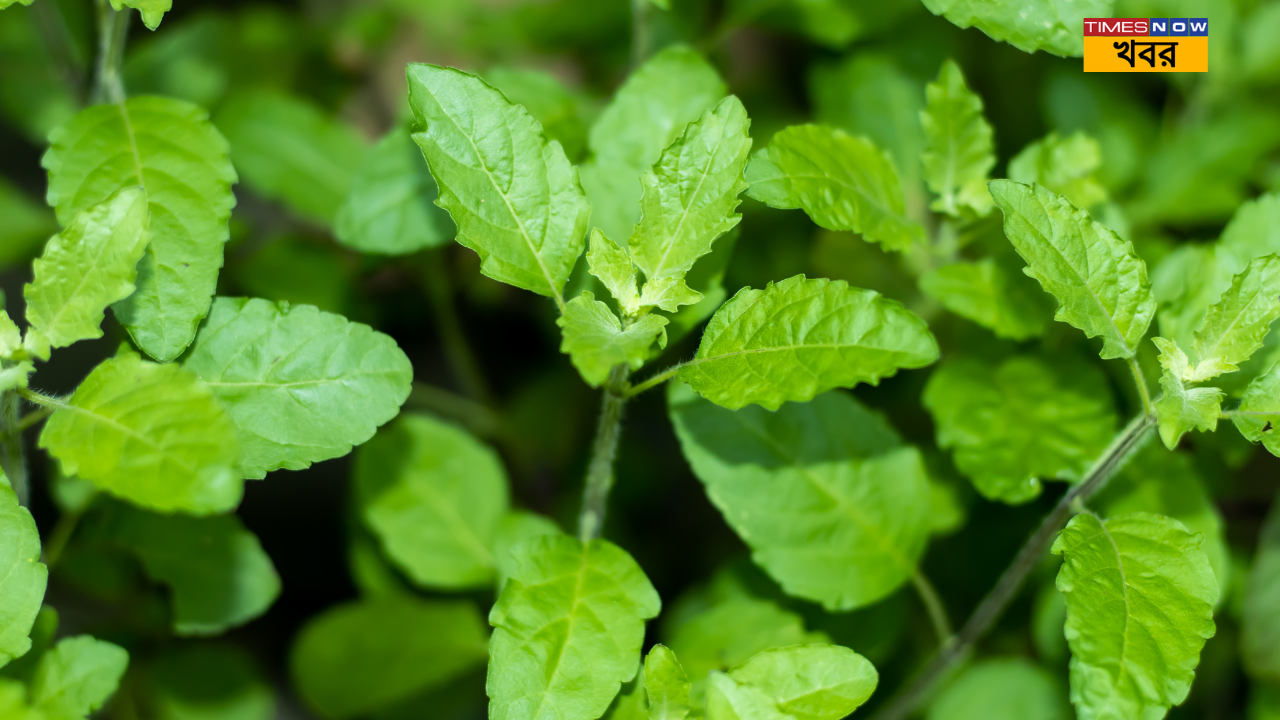 Tulsi Vastu Tips never keep these things beside tulsi tree